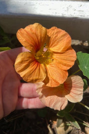 Sunshine Mix Nasturtium Seeds