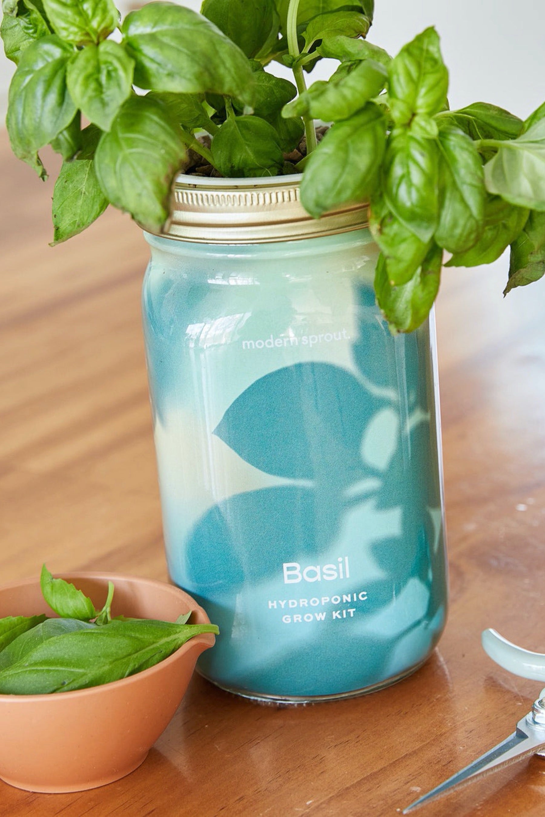 Basil Garden Jar