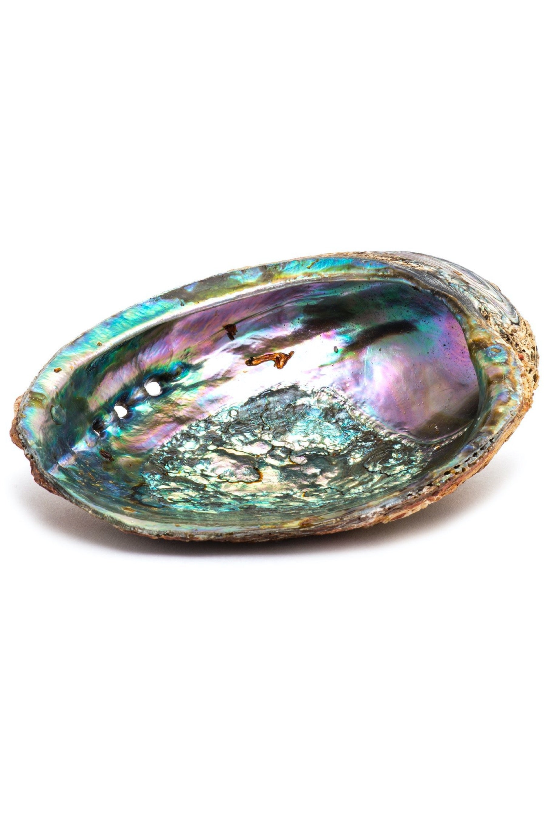 abalone_d98b66f8-48c3-48cb-b0e0-7c17bcc5e1e7.jpg