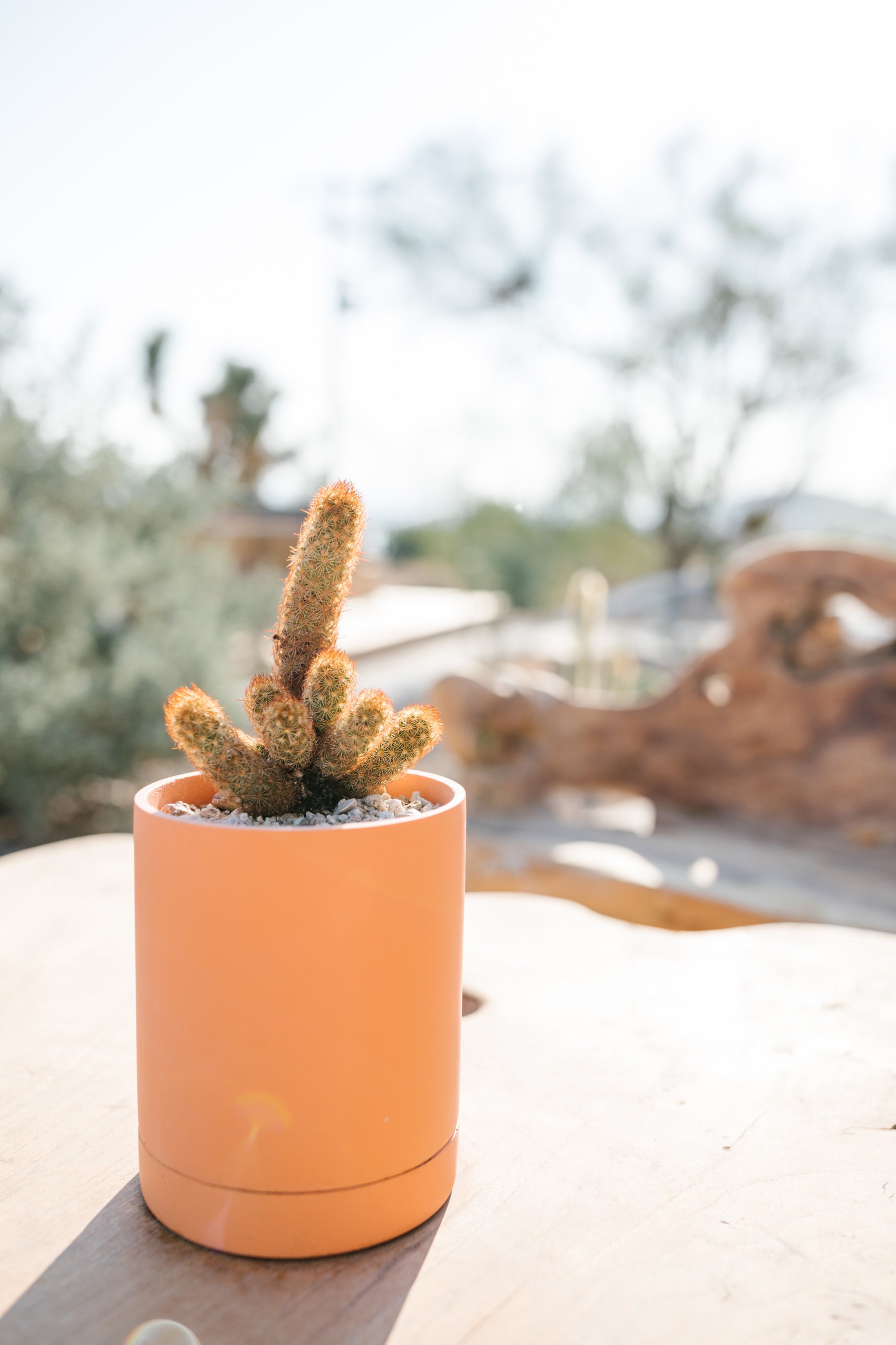 Desert Etch Pot